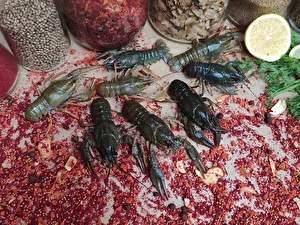 Мелкий раки живые