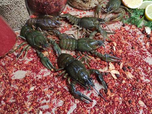 Средне-крупный раки живые